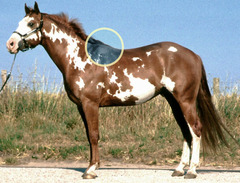 <p>the highest part of the back at the base of an animal's neck</p>