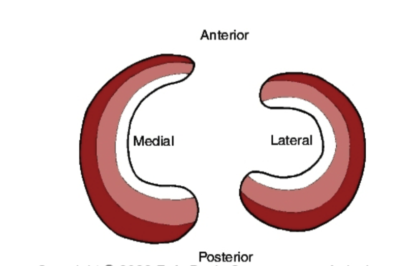 <p>The lateral/outer portion </p>