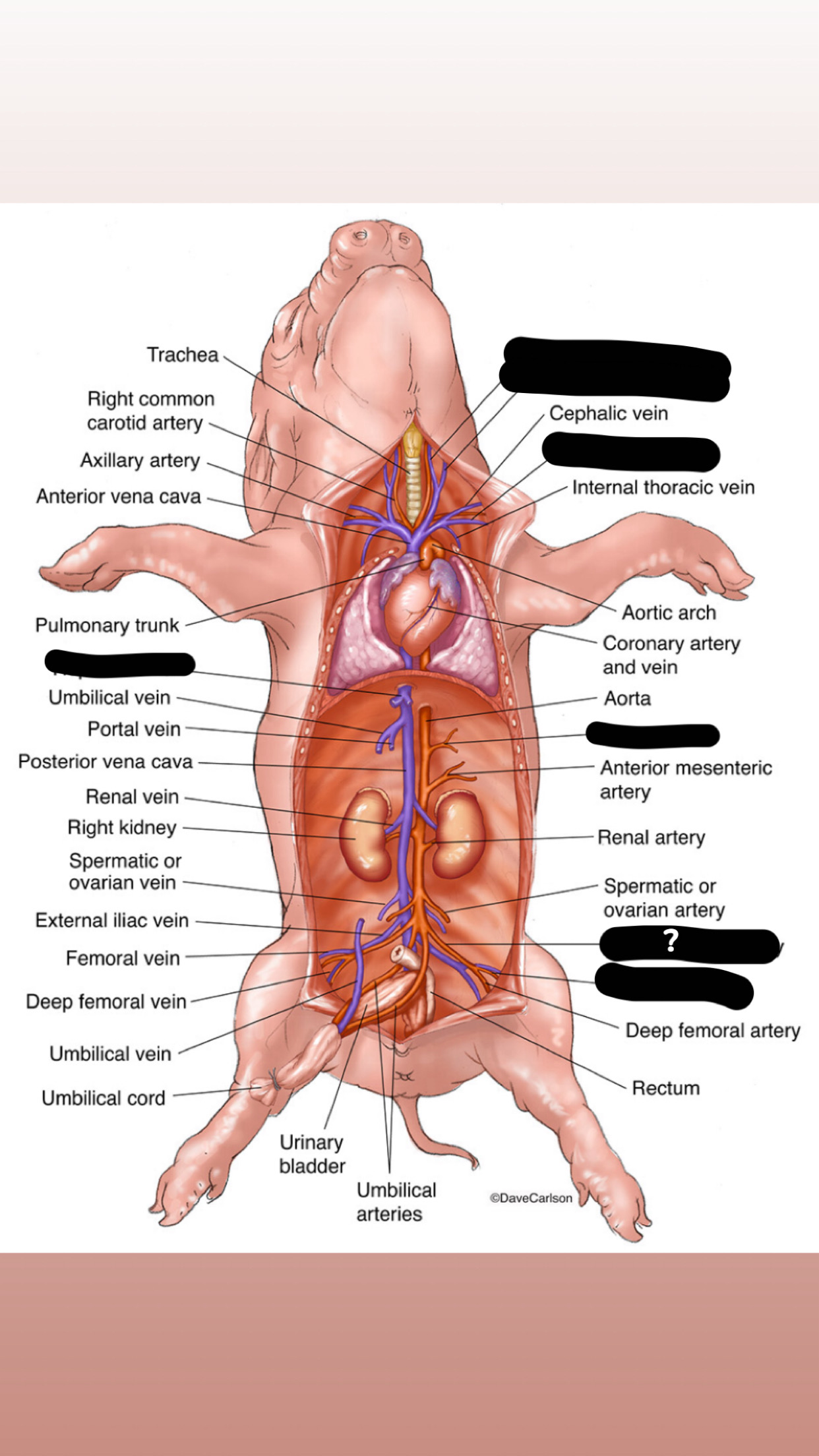 term image