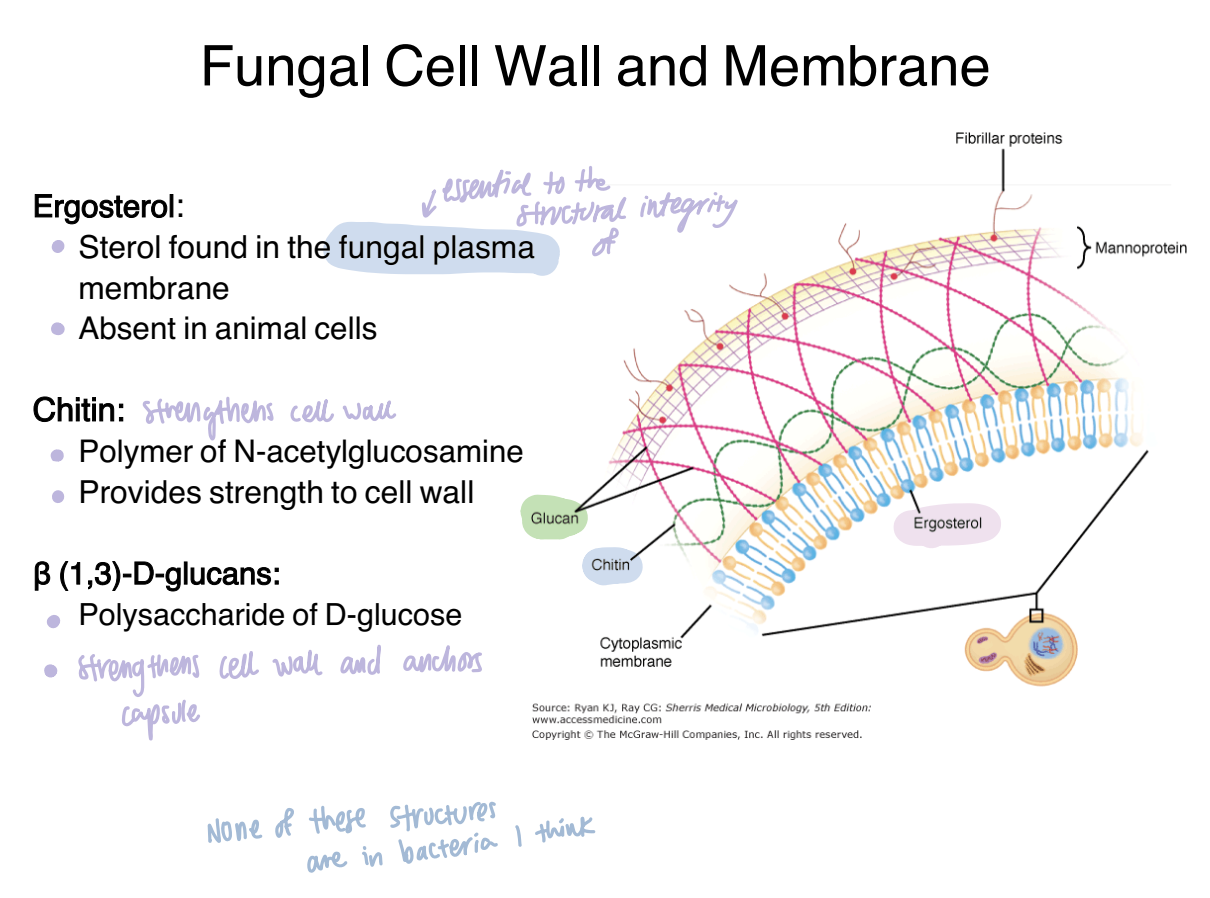 <p><strong>Ergosterol is a sterol found in the fungal plasma membrane that is absent from animal cells.</strong></p><p><span data-name="mag_right" data-type="emoji">🔎</span> <strong>What this means:</strong></p><p>This makes ergosterol a useful fungal-specific target.</p><p><span data-name="bulb" data-type="emoji">💡</span> <strong>Ergosterol → membrane.</strong></p>