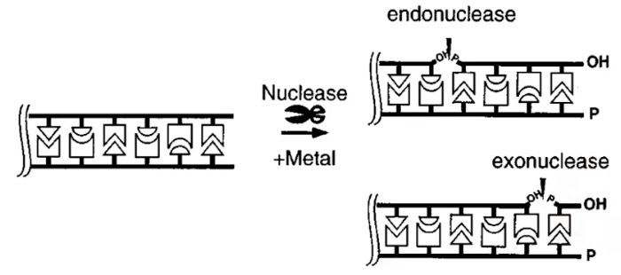 <p><strong>Nucleases </strong>is the general term; <strong>DNase</strong> is specific for DNA; <strong>RNase</strong> is for RNA</p><p>Two types:</p><ul><li><p><strong>Exonucleases</strong> only breaks phosphodiester bonds at one end of a polynucleotide chain; Can work both <strong>5’ → 3’ </strong>or <strong>3’ → 5'</strong></p></li><li><p><strong>Endonucleases</strong> only breaks phosphodiester bonds within a polynucleotide chain</p><ul><li><p>May be <strong>sequence-independent</strong> or <strong>-specific</strong></p></li><li><p>Can either induce <strong>single-strand (nick) </strong>or<strong> double-strand breaks</strong></p></li></ul></li></ul><p></p>