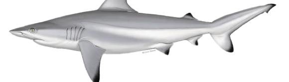 <p>What animal phylum does the following belong to? Include the type of body symmetry and</p><p>the number of tissues layers exhibited</p>