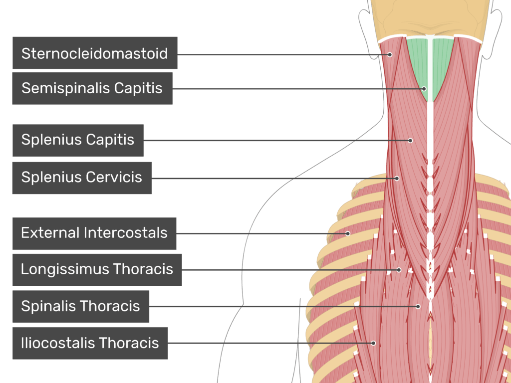 <p>Semisplinalis capitis</p>