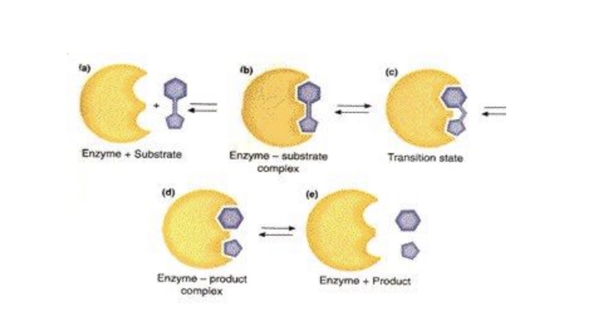 <ul><li><p>the substrate will attach to enzyme by H-bonding then break off into 2 monosaccharides </p></li></ul><p></p>