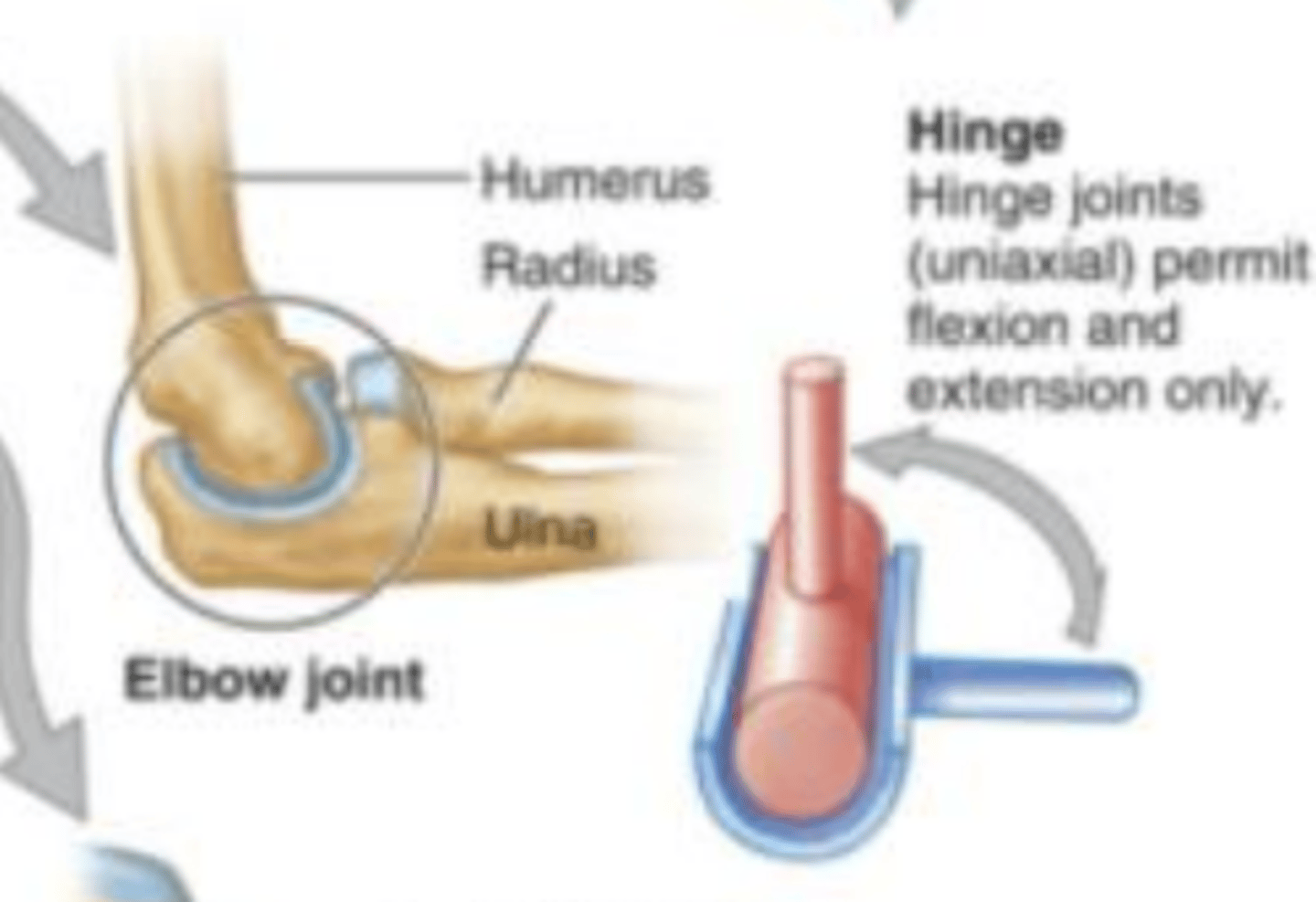 <p>(uniaxial) Joint between bones (as at the elbow or knee) that permits motion in only one plane. Flexion and extension only.</p>