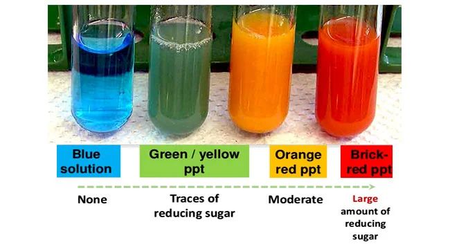 <p>A test for reducing sugars where a substance is heated with Benedict's reagent, changing from blue to a yellow, red, or brown precipitate.</p>