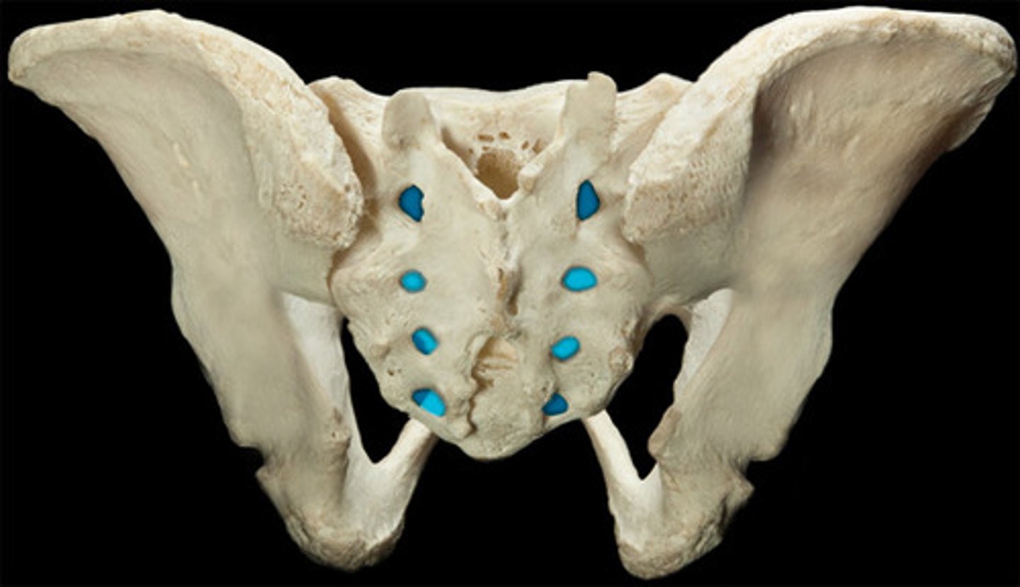<p>Nerve &amp; artery passage</p>