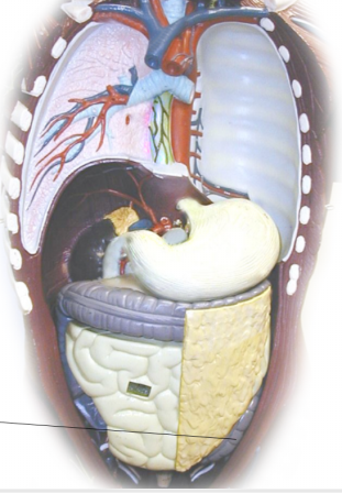 <p><span>Name the structure</span></p>