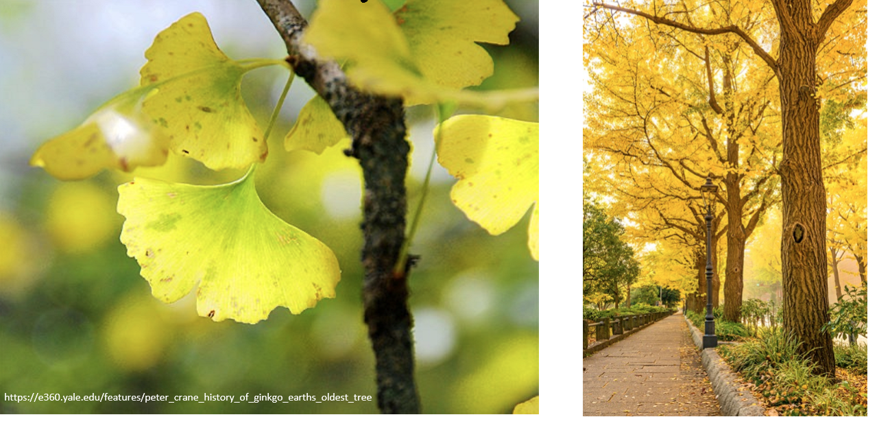 <p>What is the name of this Tree Of The Day?</p>