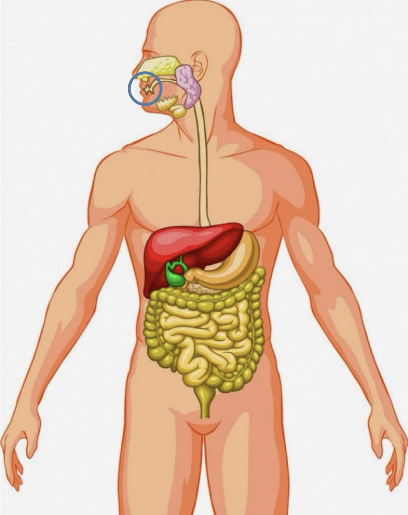 <p><strong><span>Name the following organ</span></strong></p>