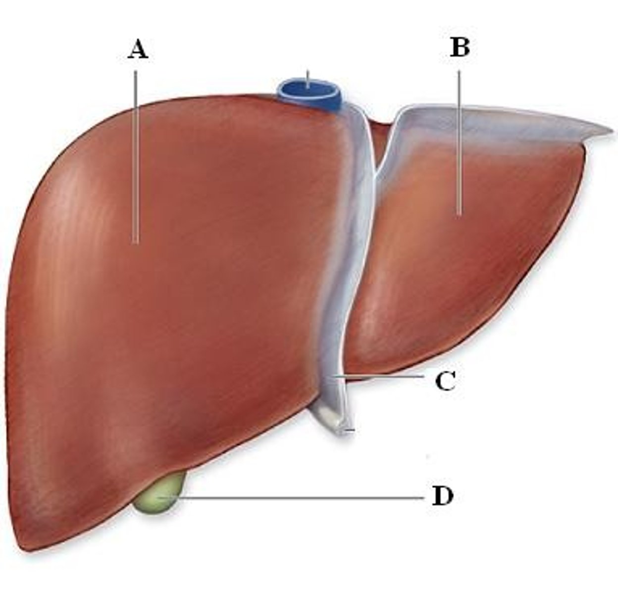 <p>the organ that cleans your blood.</p>