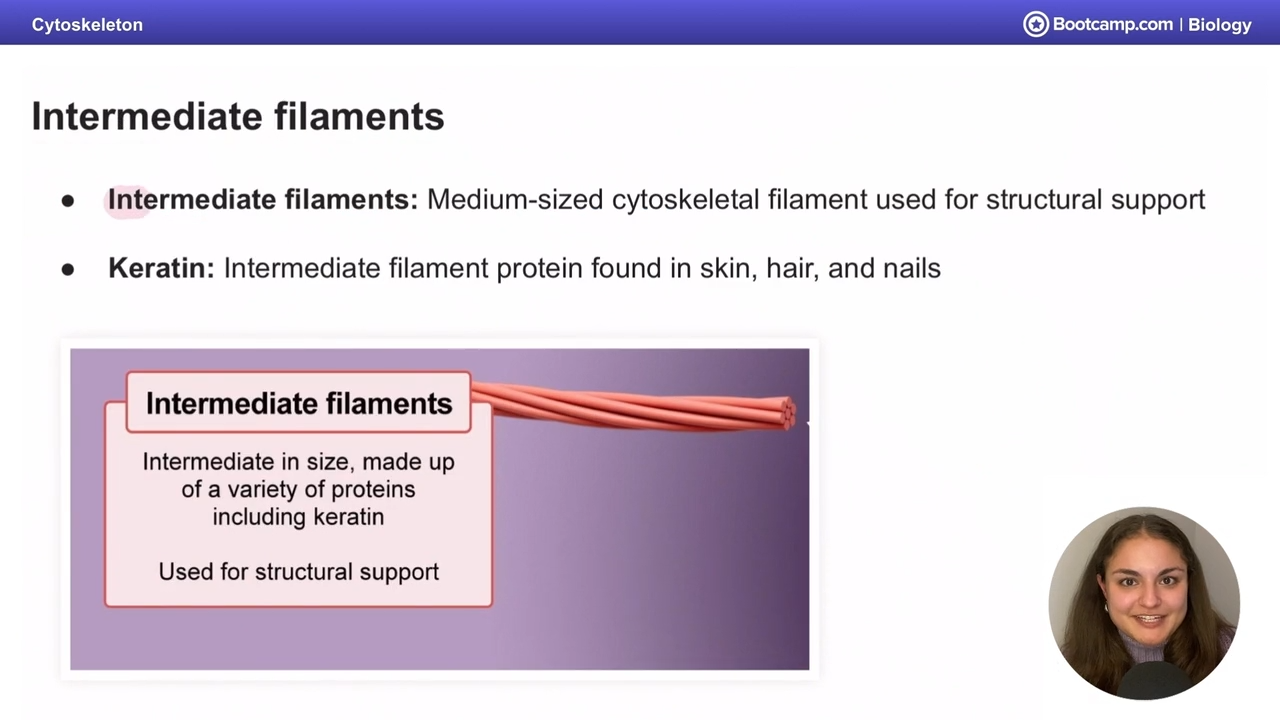 <p>found in <strong>skin, hair, and nails</strong></p><p><strong>in intermediate filaments</strong></p>