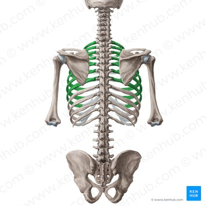 <p>Are these false or true ribs (in green)?</p>