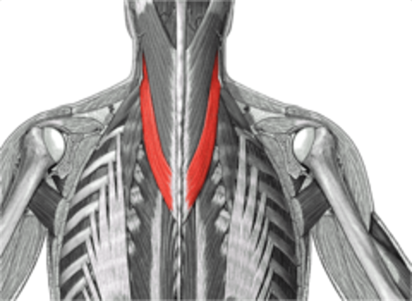 <p>posterior rami of LOWER cervical nerves</p>