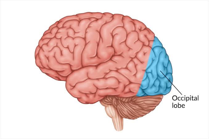 <p>Located at back of brain and are responsible for processes visual info received from eyes <br>-contain primary visual cortex</p>