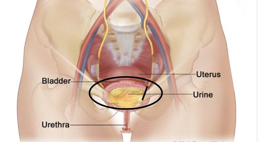 <p>stores urine before excretion </p>