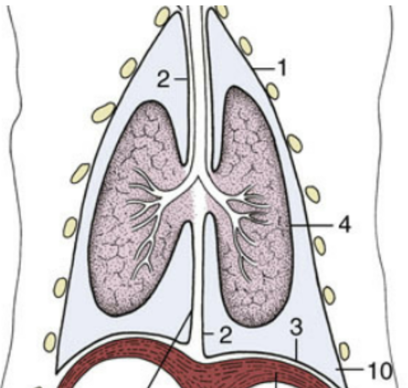 <p>Lines the lungs directly</p>