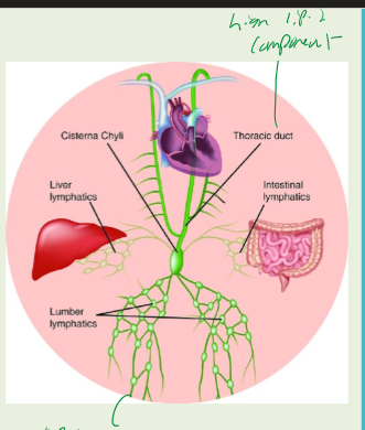 <p>cisterna chylii and thoracic duct </p>