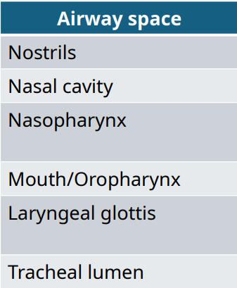 <p>List the anatomical causes of obstruction for the following airway spaces: </p>