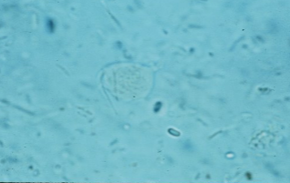 <p><span style="background-color: rgba(0, 0, 0, 0); line-height: 19.7625px;">What is the species in this photo? </span></p>