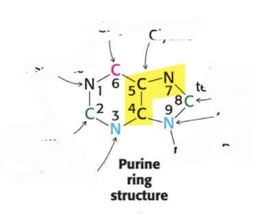 <p>List Where the Atoms in a Purine Structure comes from (1-9)</p>