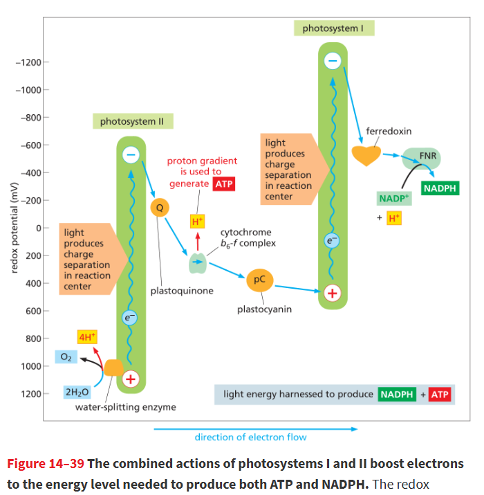 <p>there’s 2 photosystems and 2 ETC</p><ul><li><p>mobile electron carriers connect the photosystems (plastocyanin)</p></li></ul><p></p>
