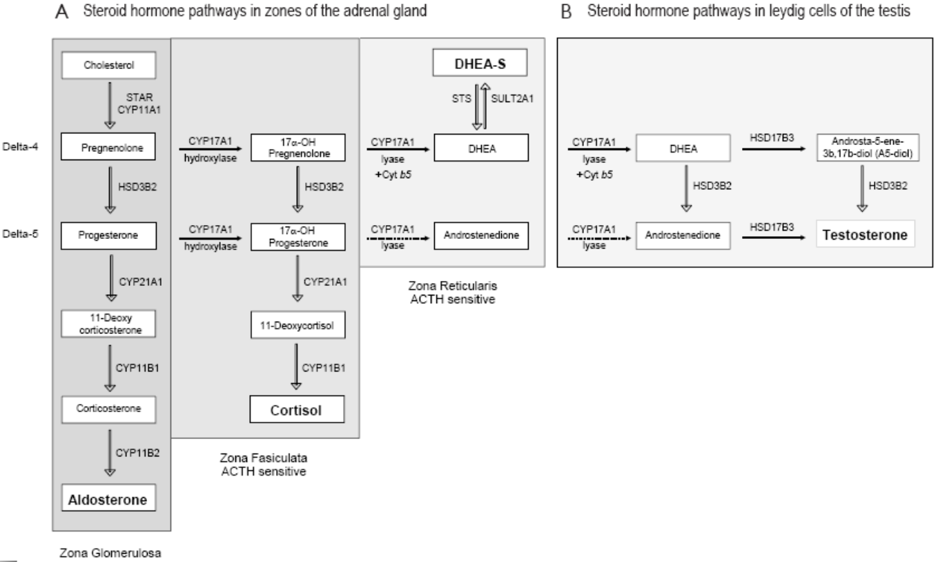 <ul><li><p>the enzymes ultimately determine what the final product is</p></li></ul><p></p>