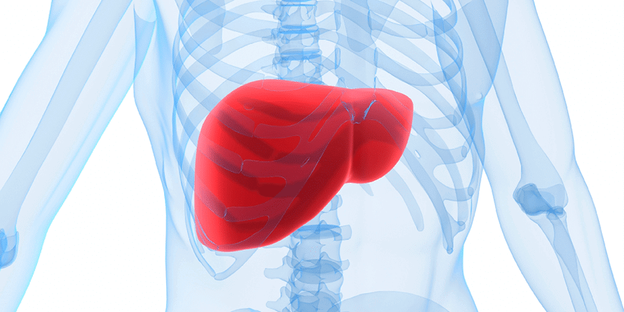 <p>organ in digestive system that produce plasma proteins</p>
