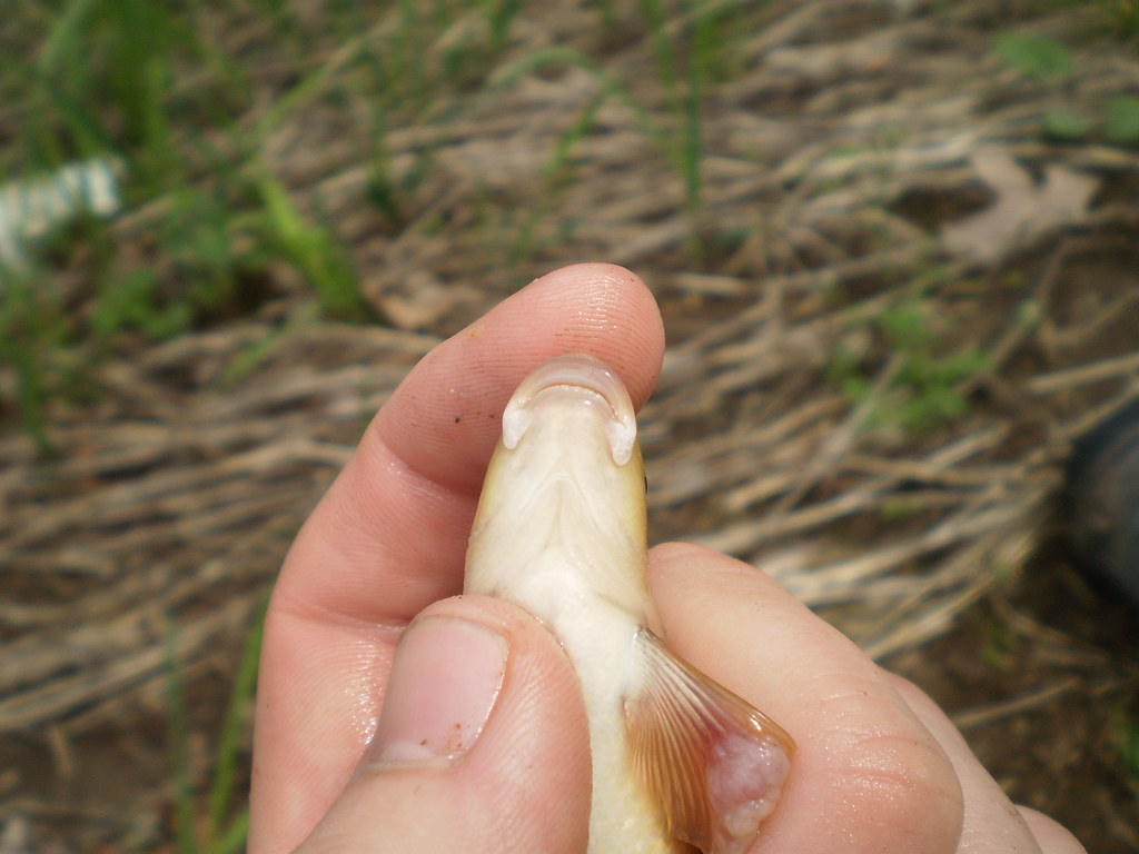 <p><strong>Central Stoneroller Minnow</strong></p><p>Leuciscidae</p><p><em>Campostoma anomalum</em></p>
