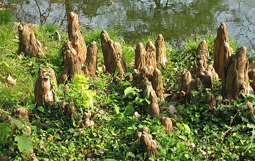 <p>Cypryśnik błotny</p><p>Taxodium distichum</p>