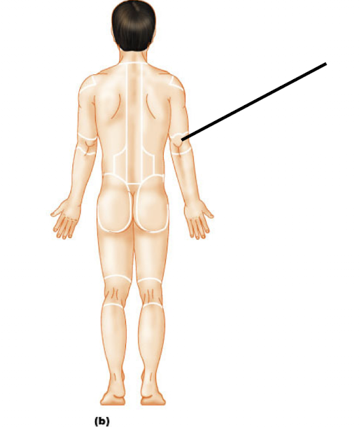 <p>Olecranal (P)</p>