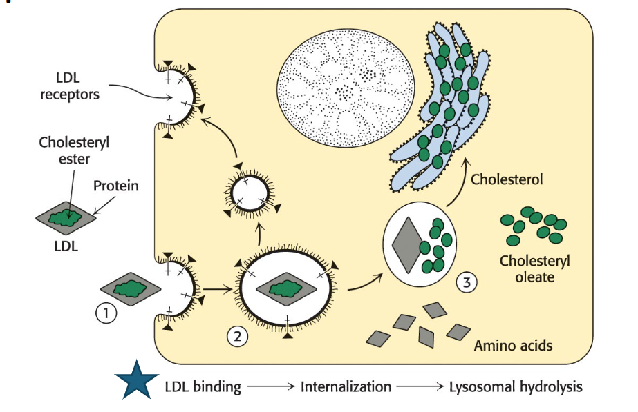 <p>The primary source of cholesterol for peripheral tissues is the LDL.</p><ul><li><p>High concentrations of LDL in the blood play a role in setting the conditions for a heart attack.</p></li><li><p>LDL is normally removed from the blood in a process called <strong>receptor-mediated endocytosis</strong>, which serves as a paradigm for the <em>cellular </em>uptake of many molecules.</p><ul><li><p>Receptor-mediated endocytosis of LDL is accomplished in <strong>three steps</strong>.</p></li></ul></li></ul><p></p>