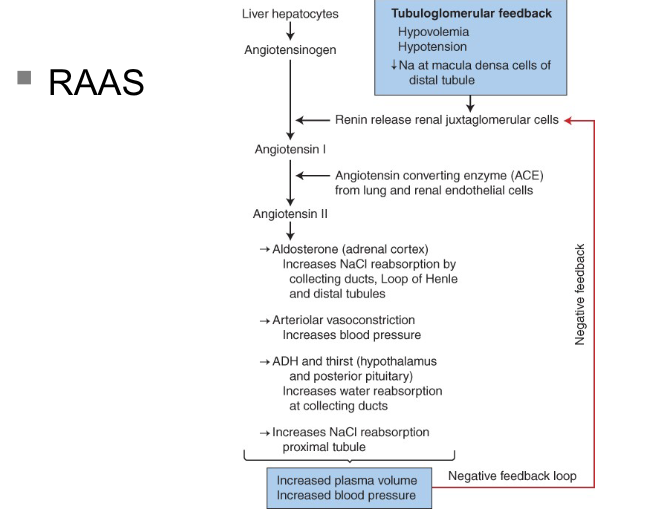 <p>through the action of angiotensin ll and atrial natriuretic peptide, ANP increases GFR</p><ul><li><p>ANP secreted in response to stretch of cardiac atria</p></li><li><p>increased urine formation leads to decreased blood volume and pressure to promote sodium and water loss</p></li><li><p>angiotensin ll constricts afferent and efferent arterioles- decreasing GFR</p></li><li><p>RAAS (renin angiotensin aldosterone system)</p><ul><li><p>increases systemic arterial presssure and increases sodium absorption</p></li><li><p>renin: enzyme formed and stored in afferent arterioles of the juxtaglomerular apparatus</p></li><li><p>renin helps for angiotensin 1 (physiologically inactive)</p></li><li><p>in presence of angiotensin converting enzyme, angiotensin l converted to ll</p></li></ul></li></ul><p></p>