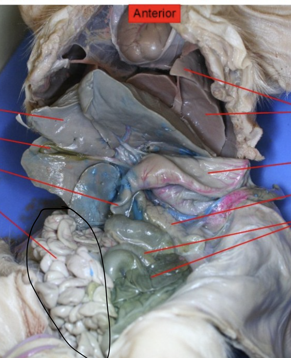 <p>Identify the Organ</p>