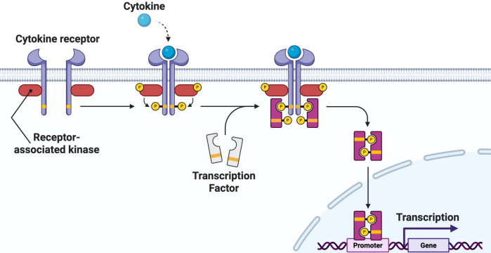 <ol><li><p>cytokine receptor waits w/ <strong>receptor -associated kinase</strong></p></li><li><p><strong>cytokine binds</strong> + receptor chains dimerize + become <strong>phosphorylated</strong></p></li><li><p><strong>transcription factors</strong> bind to phosphorylated chains</p></li><li><p><strong>dissociate </strong>+ turn<strong> into active transcription</strong> factors that bind to <strong>promoter</strong></p></li></ol><p></p>