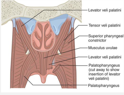 <p>Superior Constrictor (Pharyngeal Ring)</p>