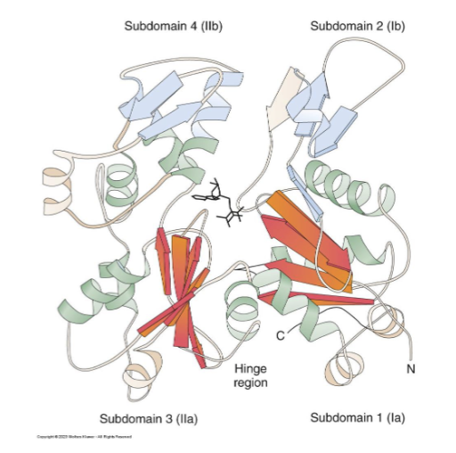 <ul><li><p>non-covalent interactions and disulphide bonds helps form the 3D shape of the protein structure through brining distant regions of the polypeptide together</p></li><li><p>Ligands: Stabilizes or prevent specific interactions between the r groups</p></li><li><p>Post-translational modification: alter the functional group and therefore the structure of the protein</p></li></ul><p></p>