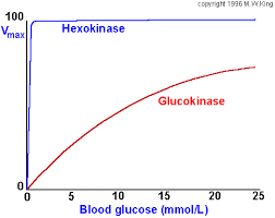 <p><span>Use the figure below to compare the activities of glucokinase and hexokinase. Based on this information, which of the following is a true statement?</span></p>