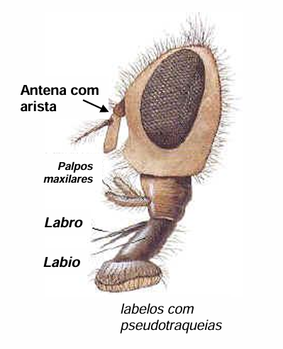 <p>tipo de peça bucal </p>