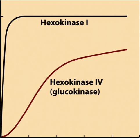 <ul><li><p>Hexokinase I-III</p><ul><li><p>low Km</p></li><li><p>where low levels of sugar are because of high affinity</p></li></ul></li><li><p>Glucokinase (Hexokinase IV)</p><ul><li><p>higher Km</p></li><li><p>sigmoidal shape - allostery (affinity changes)</p></li><li><p>primarily in liver, a tissue where glucose storage occurs</p></li><li><p>metabolic sensor</p></li><li><p>important for long-term homeostasis - required sustained insulin release</p></li></ul></li></ul><p></p>