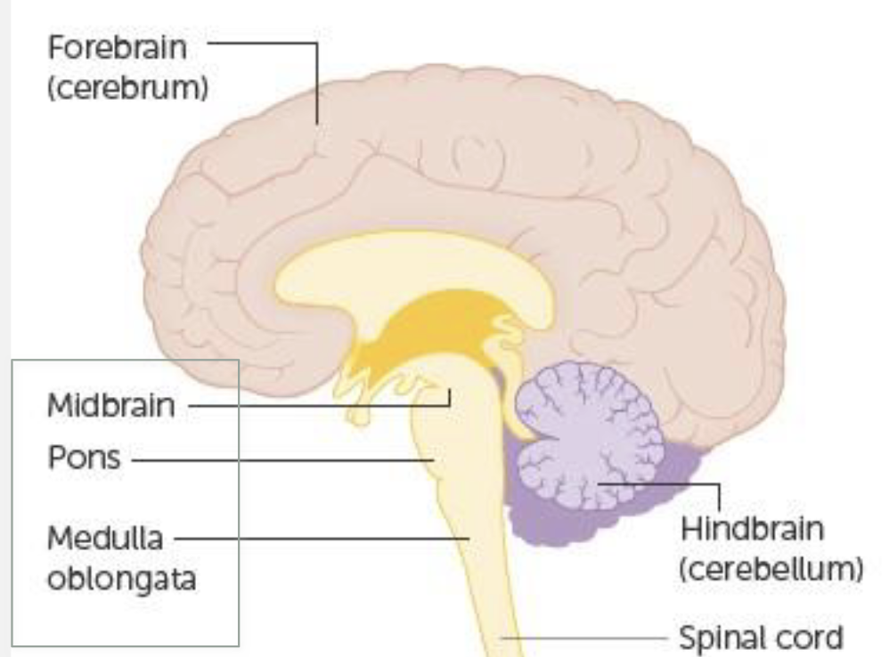<p>critical in regulation of fine movement, coordination, timing of movements, and postural control.</p><p>has its own cortex (cerebellum cortex) containing Purkinje cells, whose activity changes when we learn how to time and make movements</p>