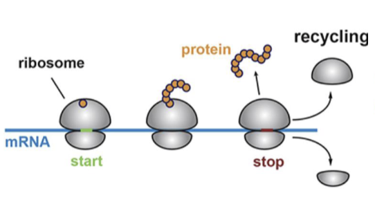 <p>mRNA binds to ribosome, which moves along the mRNA as it adds amino acids to the chain in the large ribosomal subunit</p>