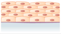 <p>two or more layers</p>