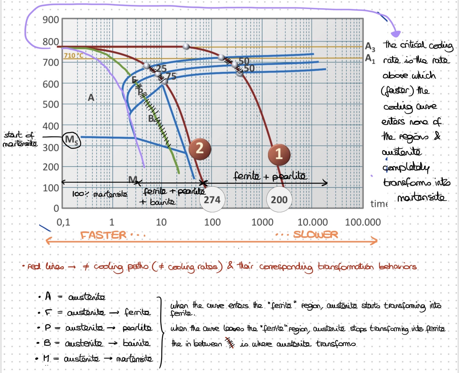 <ul><li><p>Curve 1: final microstructure = 50% ferrite / 50% pearlite </p></li></ul><p><em>(When we enter the pearlite region, 50% of the material has already transformed into ferrite)</em></p><p></p><ul><li><p>Curve 2: final microstructure = 25% ferrite / 75% pearlite </p></li></ul><p></p>