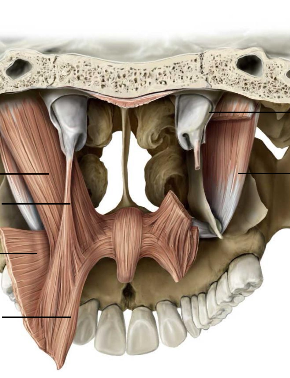 <p>Fill in the blank</p>