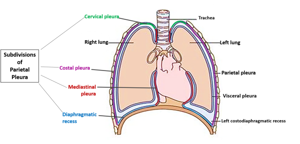 <p>Cervical pleura (<span>Extends through the superior thoracic aperture into the root of the neck)</span></p><p> Costal Pleura (<span>Lines the internal surfaces of the ribs, costal cartilages, and intercostal muscles) </span></p><p>Mediastinal pleura (<span>Covers the lateral aspects of the mediastinum)</span> </p><p>Diaphragmatic pleura (<span>Covers the superior surface of the diaphragm) </span></p>
