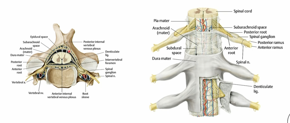 <p>dense connective tissue on the outermost layer of the meninges covering the spinal cord and is continuous with the spinal nerve.</p>