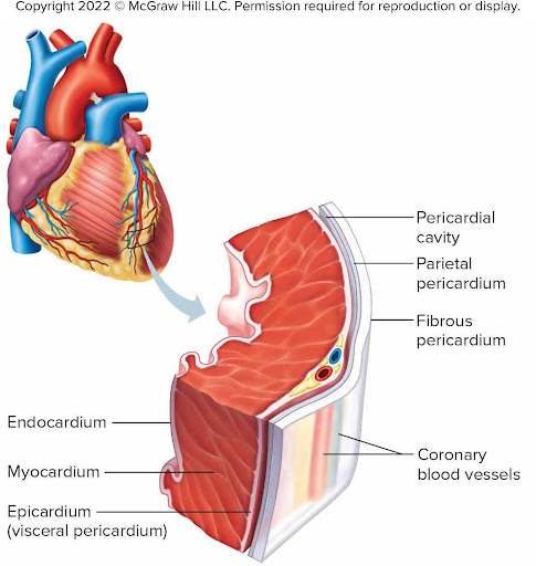 <p>myocardium</p>