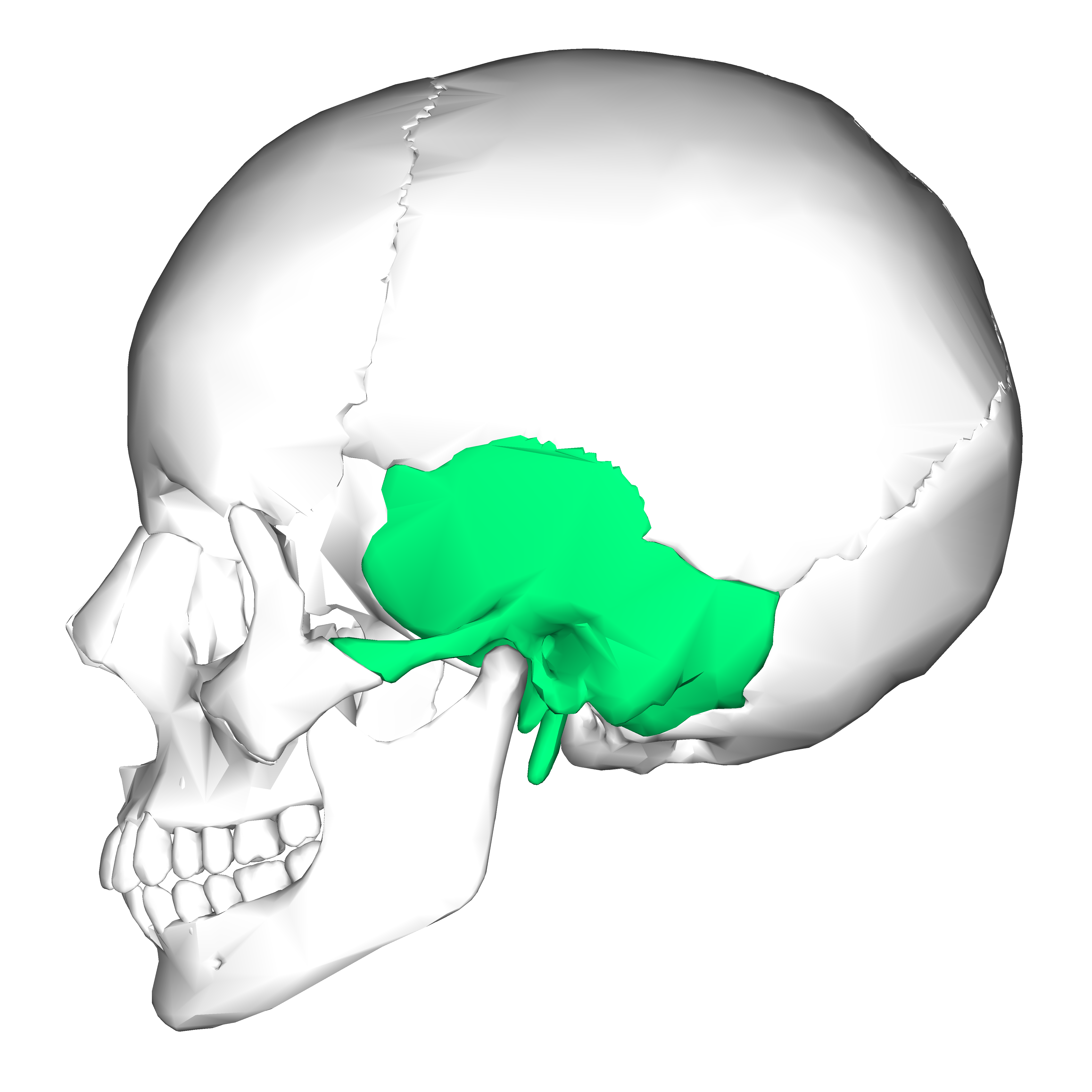 <p>paired bones forming most of the lateral base and sides of brain case</p><p>each bone has 3 parts: squamos, petrous, and tympanic part</p>