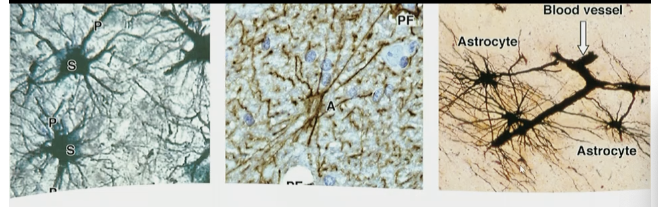 <p>Act as intermediaries between capillaries and neurons; regulate nutrient exchange and <strong>support</strong>/form the <strong>blood-brain barrier</strong></p><p>-found in hippocampus</p><p>-activate stem cells to become neurons within that region/regeneration</p><p>-maintain brain homeostasis/memory processing</p><p>-contain filal fibrillary acidic protein (GFAP), repairing neurons</p>